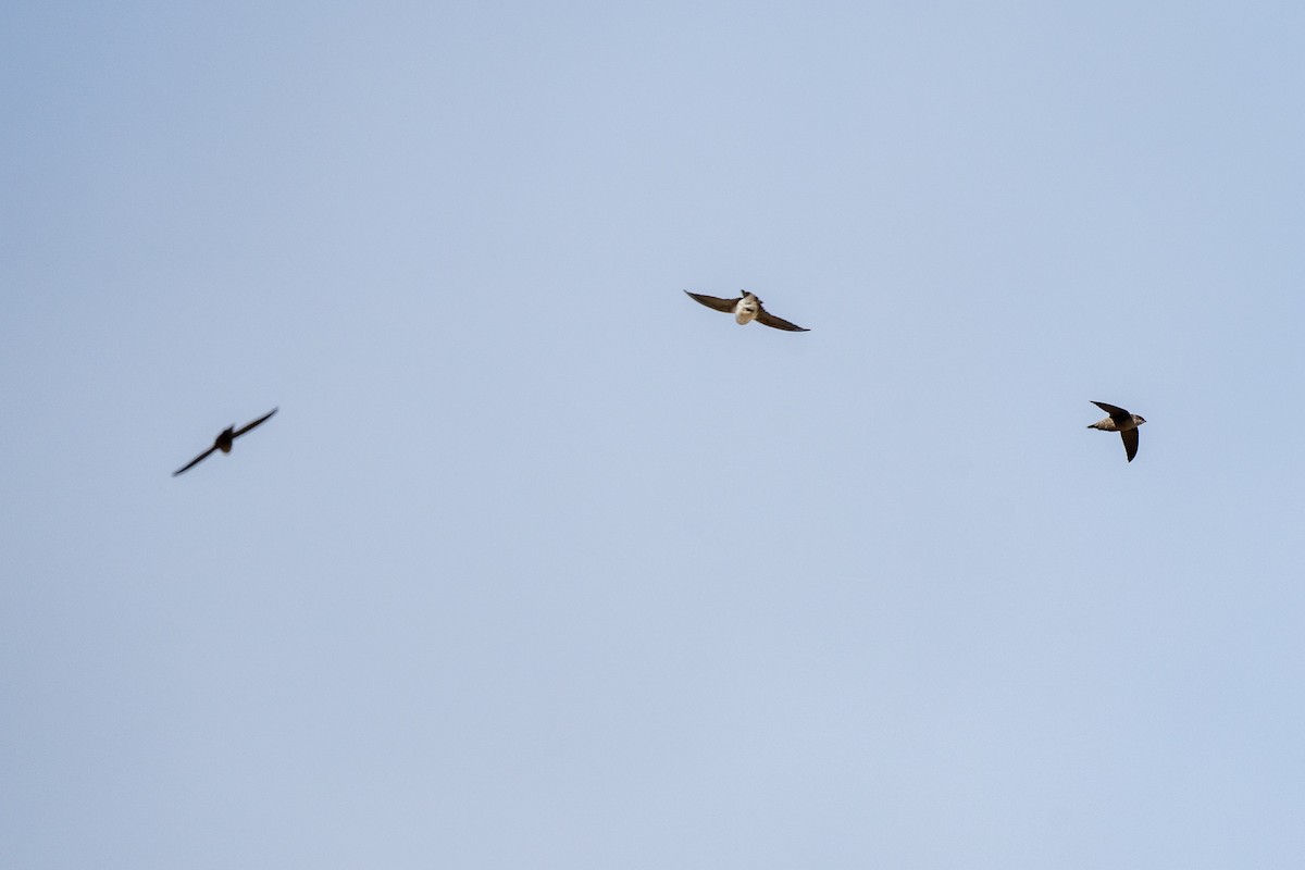 Violet-green Swallow - ML641660979