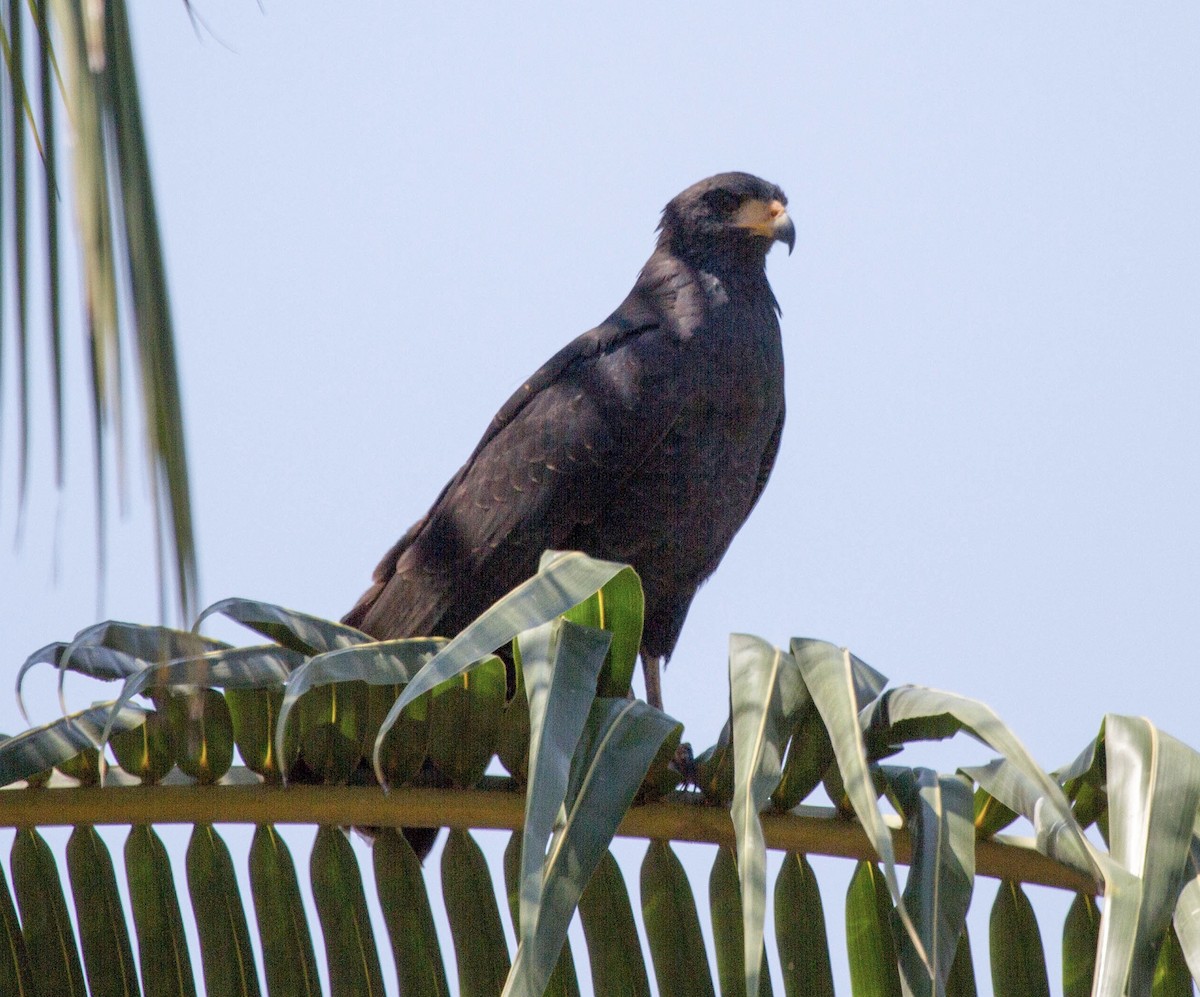 Common Black Hawk - ML641661001