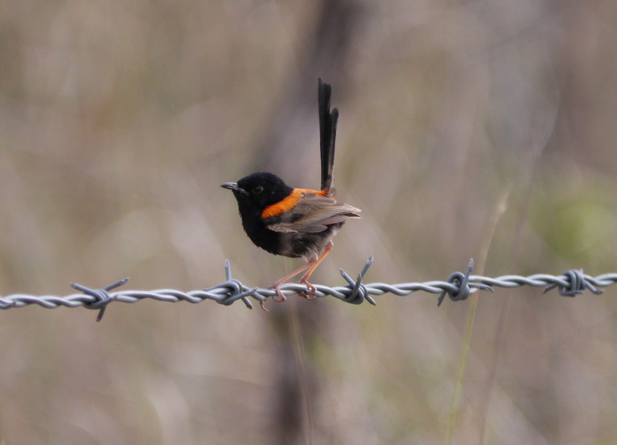 Red-backed Fairywren - ML64166101