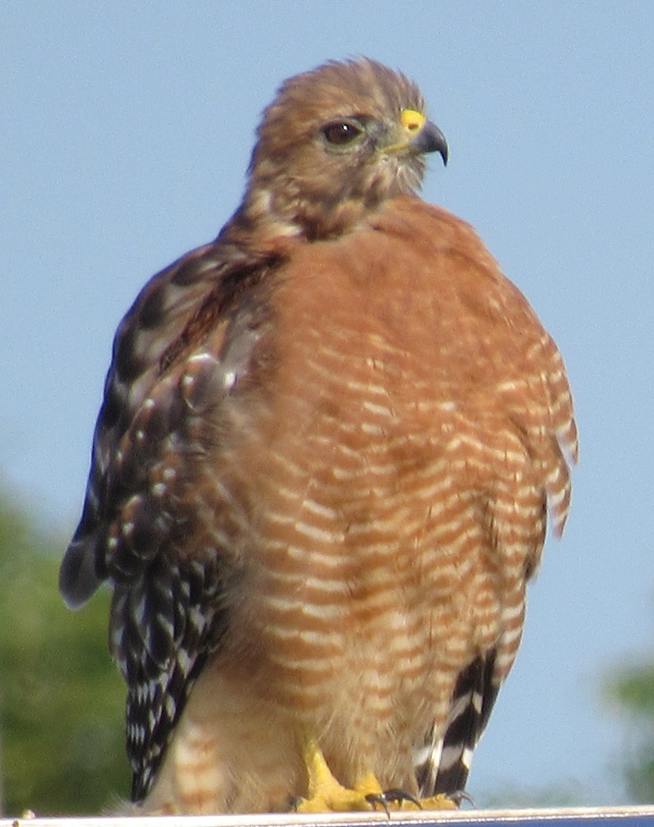 Buse à épaulettes - ML641661010
