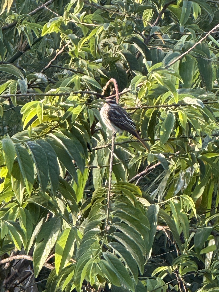 Streaked Flycatcher - ML641661012