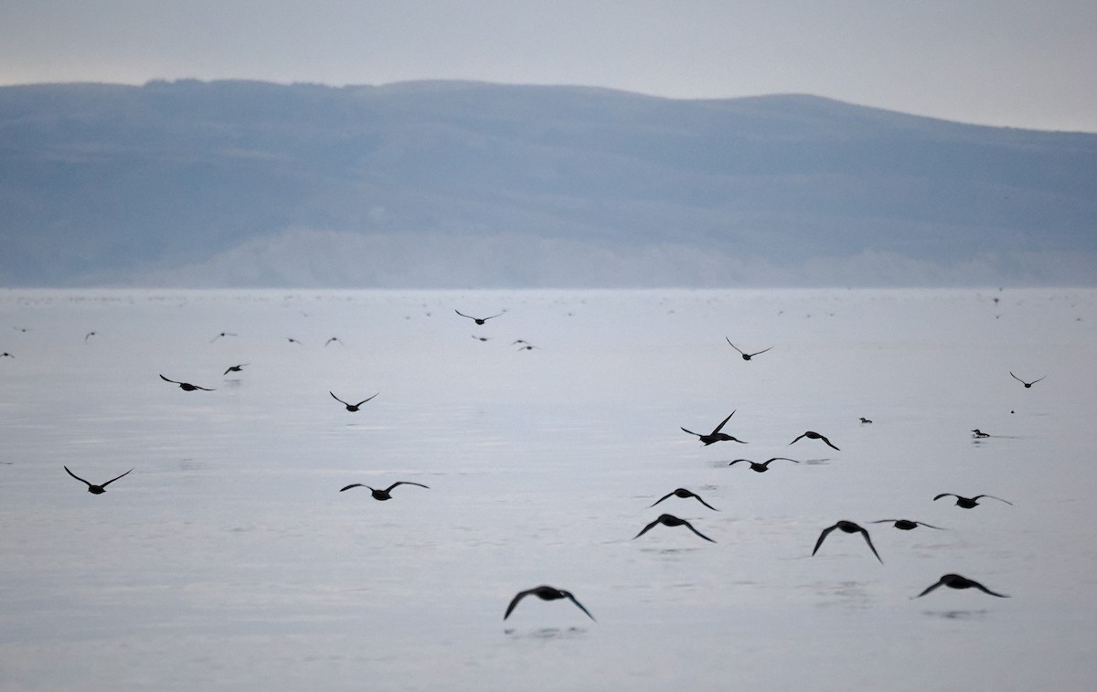 Sooty Shearwater - ML641661013