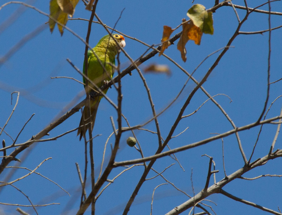 oransjepanneparakitt - ML641661039