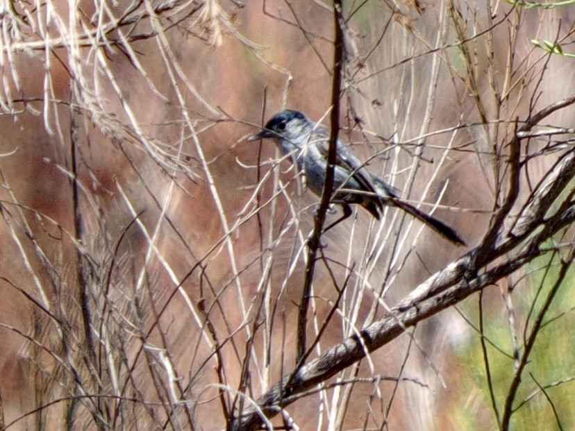 Kaliforniya Bitkuşu - ML641661049