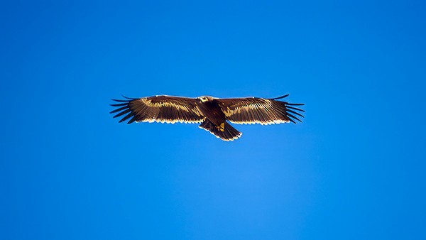 Тарважи бүргэд - ML641661057