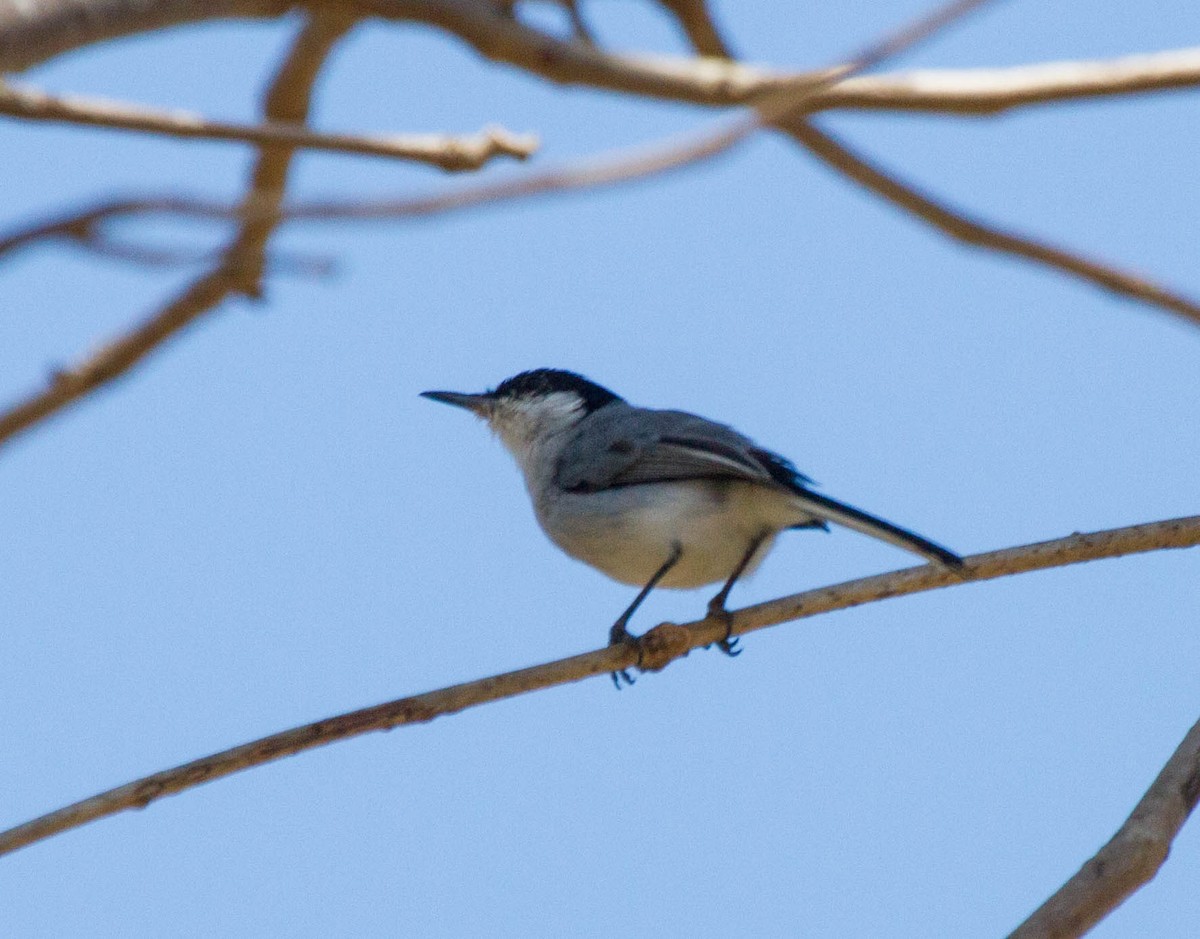 White-lored Gnatcatcher - ML641661062