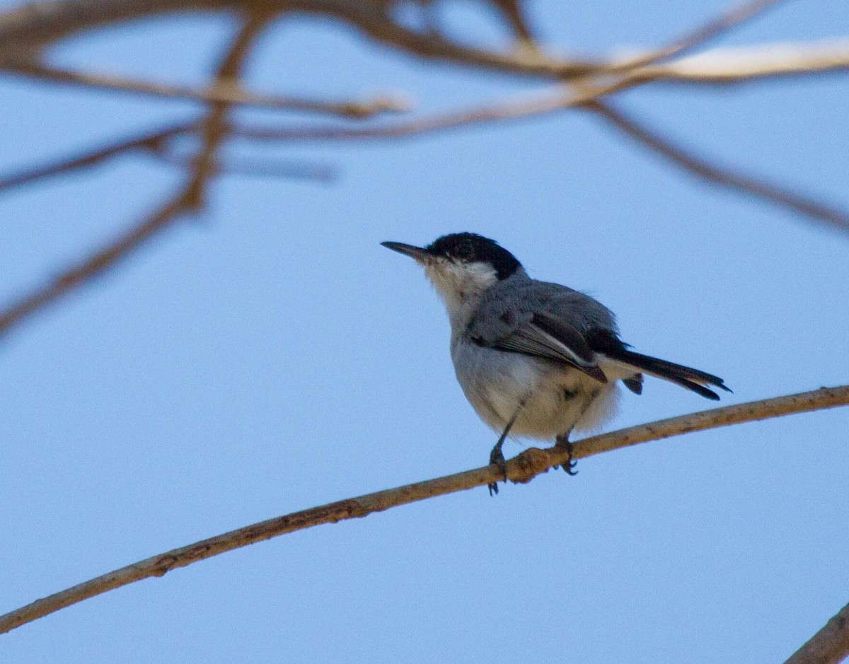 White-lored Gnatcatcher - ML641661064