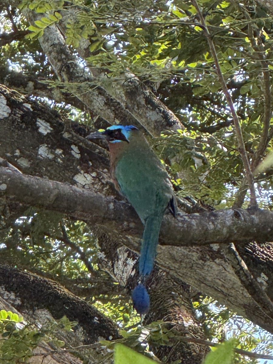 Trinidad Motmot - ML641661071