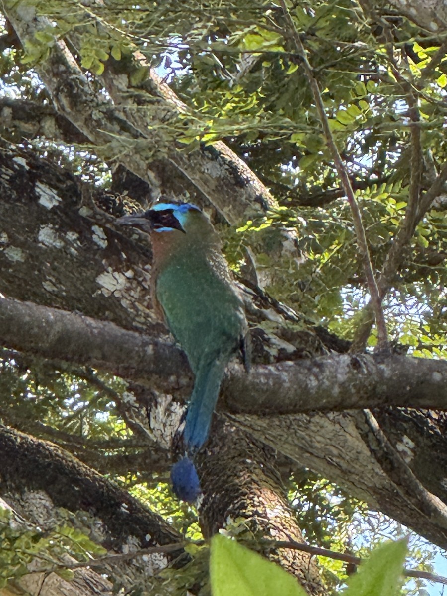 Trinidad Motmot - ML641661072