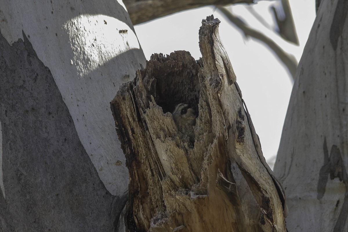 Australian Owlet-nightjar - ML64166111