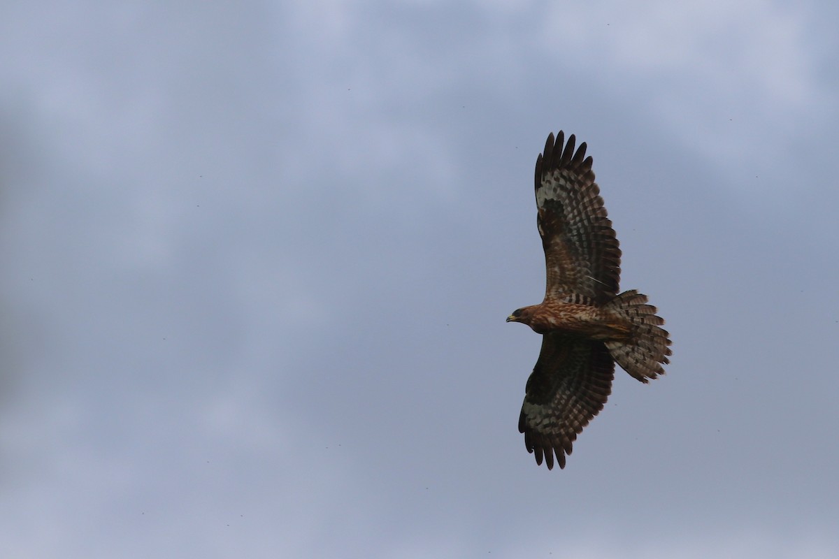 European Honey-buzzard - ML641661115