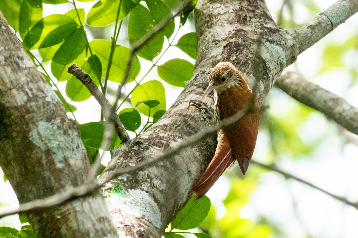 Scaled Woodcreeper (Wagler's) - ML641661130