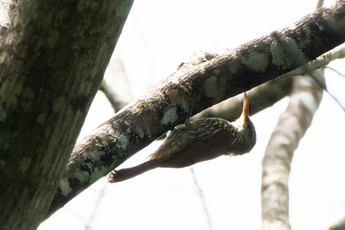 Scaled Woodcreeper (Wagler's) - ML641661141