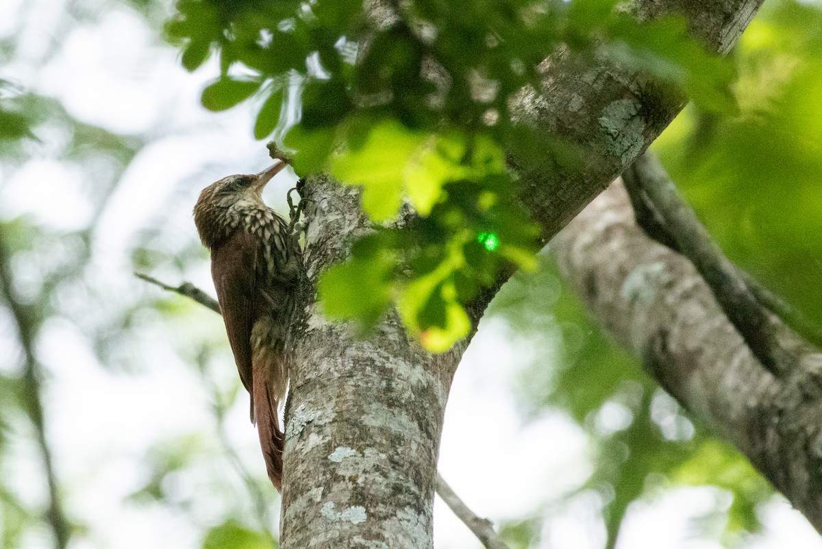 Scaled Woodcreeper (Wagler's) - ML641661144