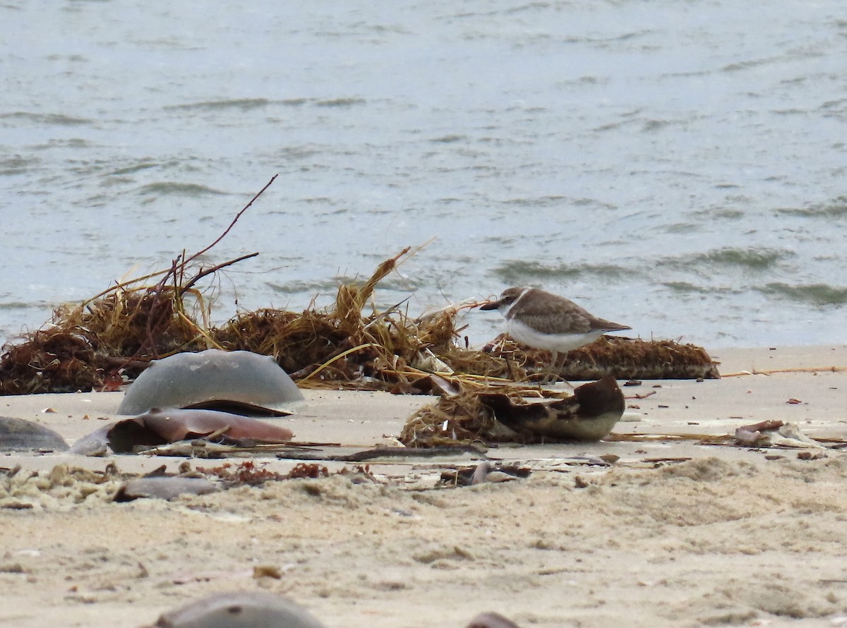 Wilson's Plover - ML641661197