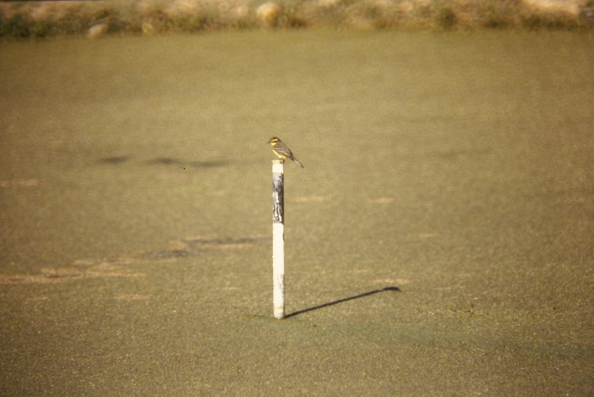 Yellow-browed Tyrant - ML641661198