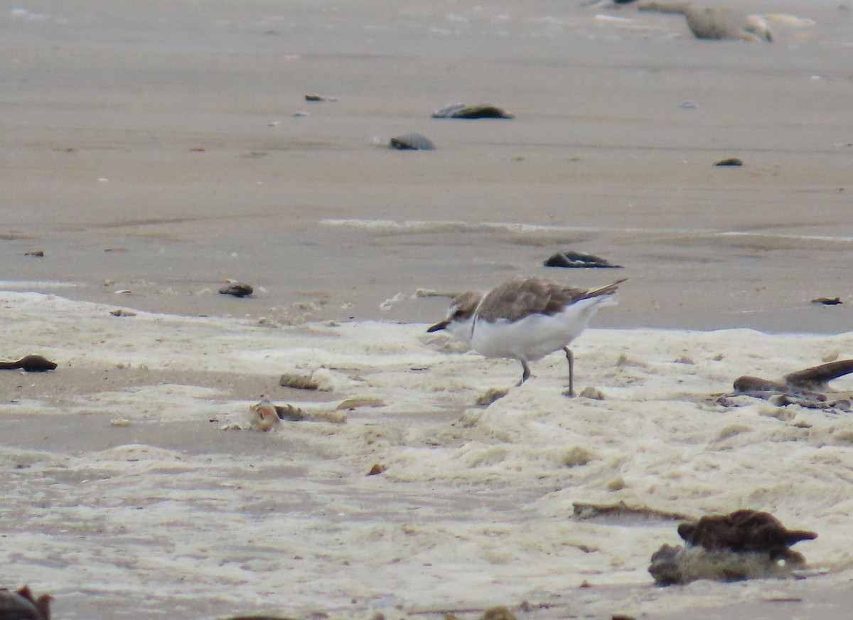Snowy Plover - ML641661210