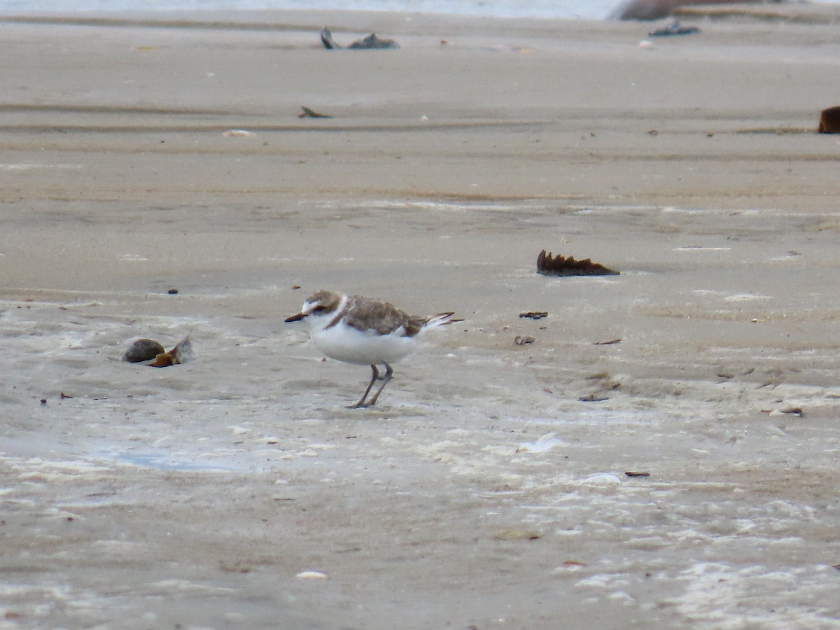 Snowy Plover - ML641661211