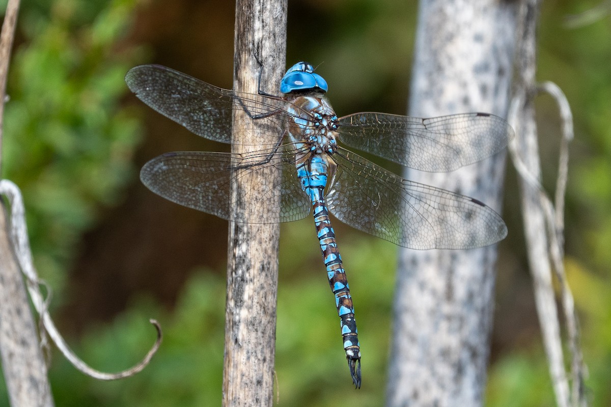 Zurcidora de ojos azules - ML641661216