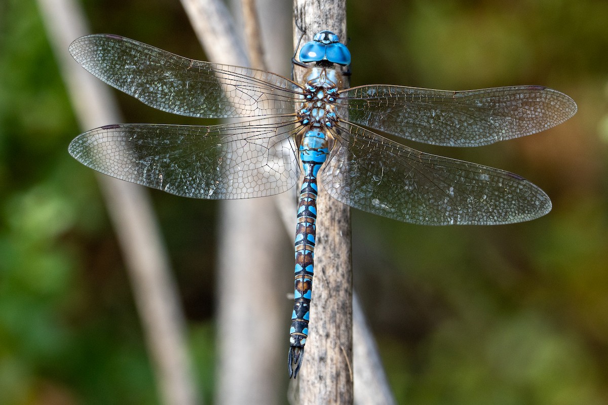 Zurcidora de ojos azules - ML641661217