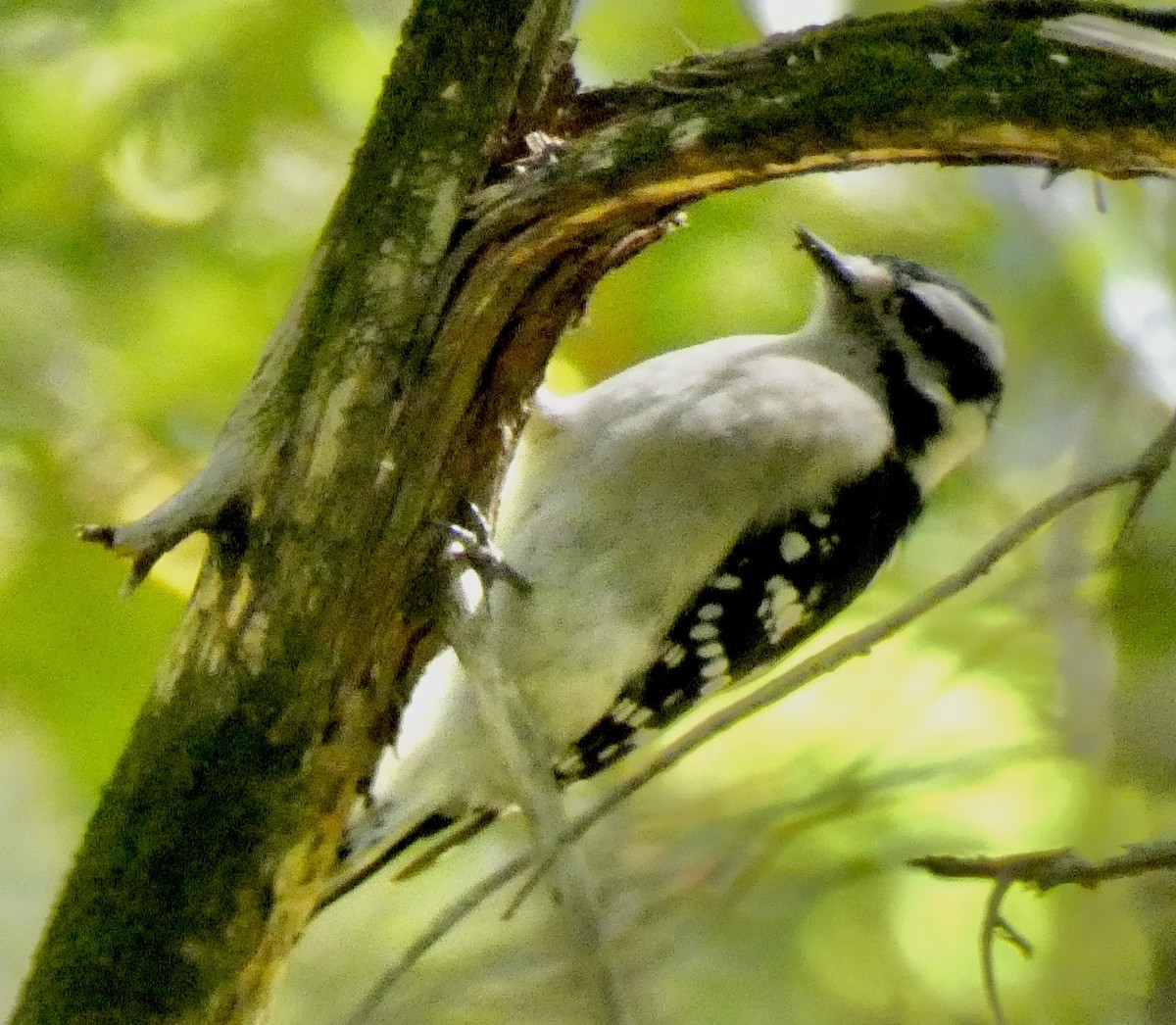Downy Woodpecker - ML641661249