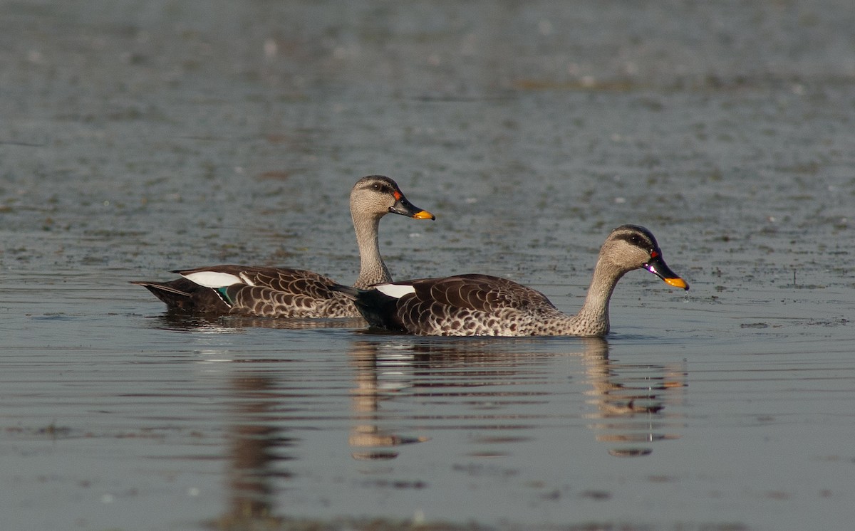 Indian Spot-billed Duck - ML641661264