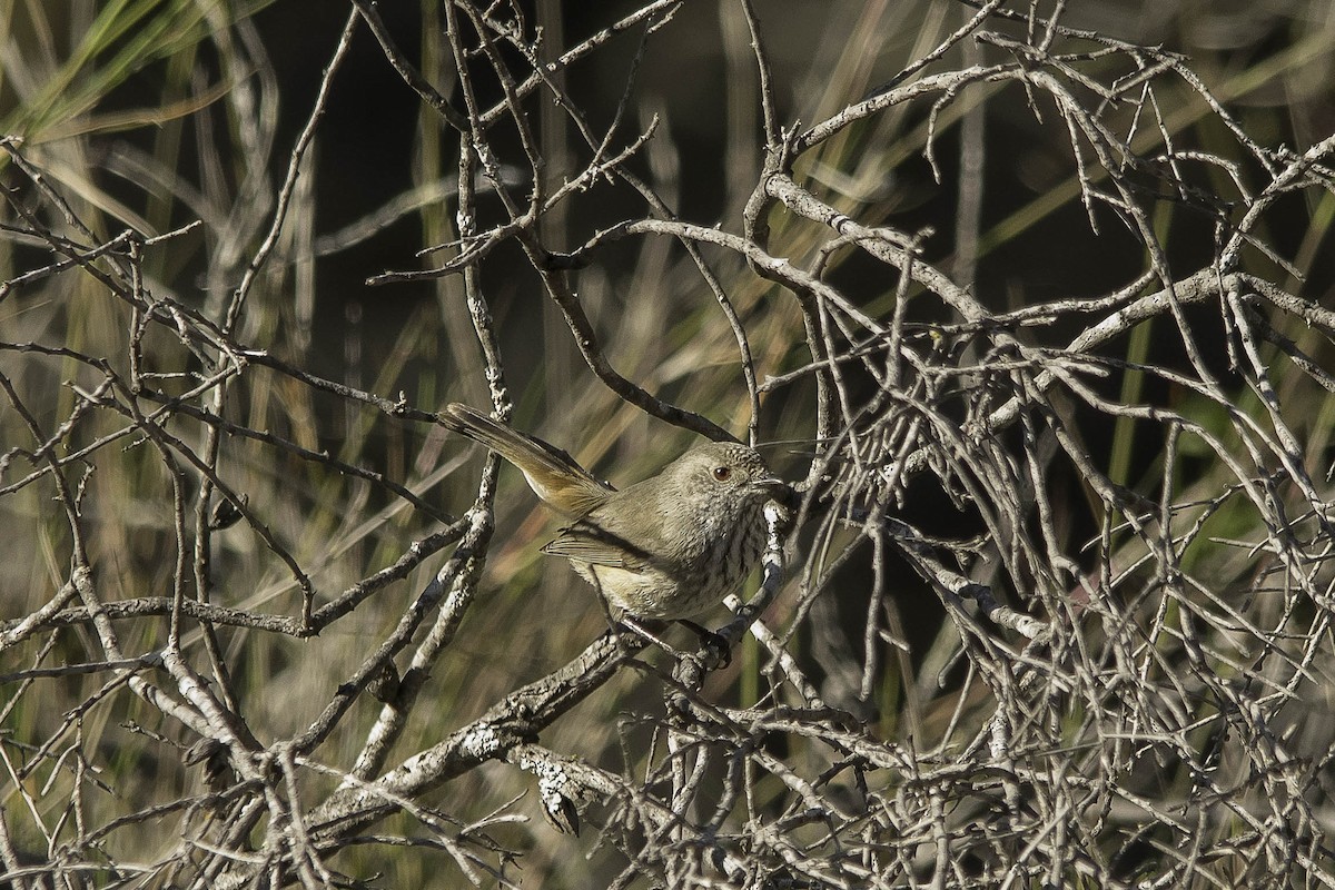 Inland Thornbill - ML64166131