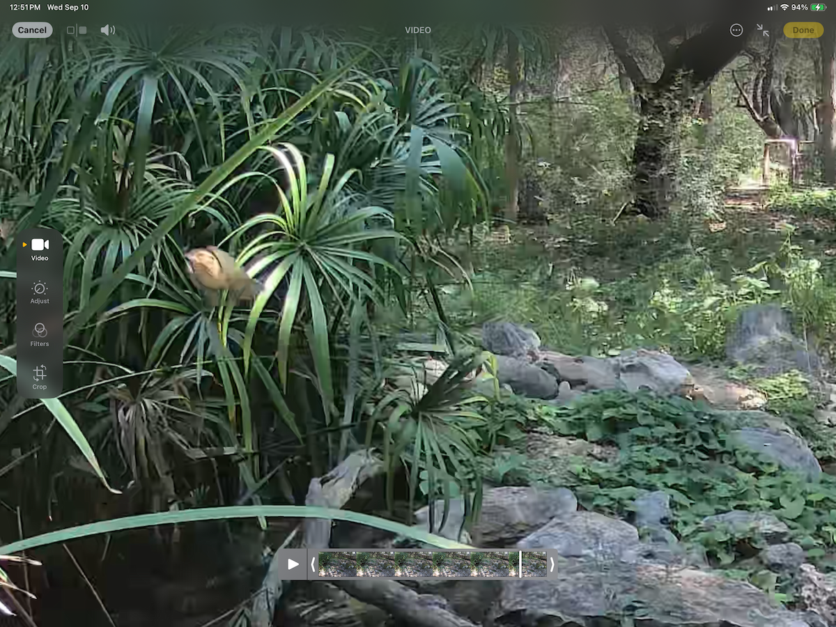 Worm-eating Warbler - ML641661352