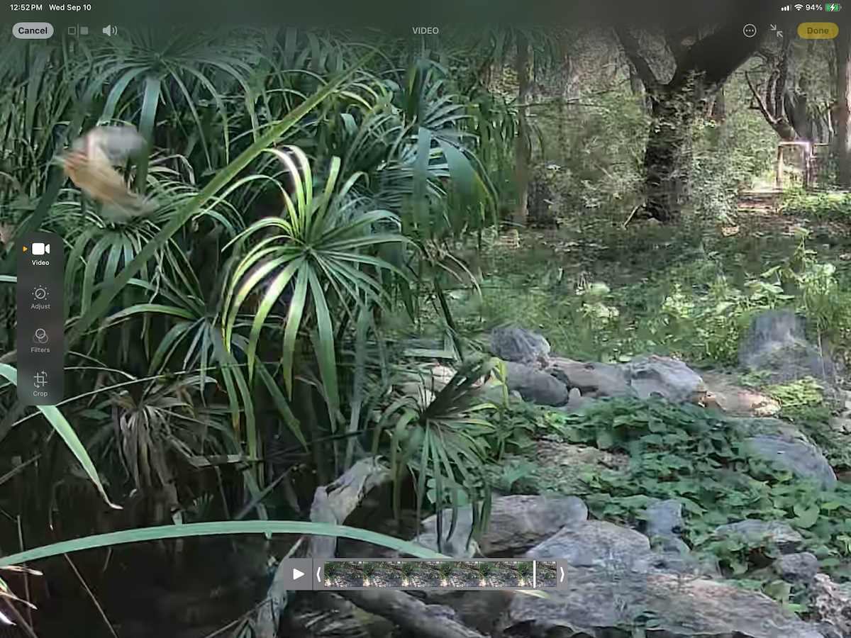 Worm-eating Warbler - ML641661356