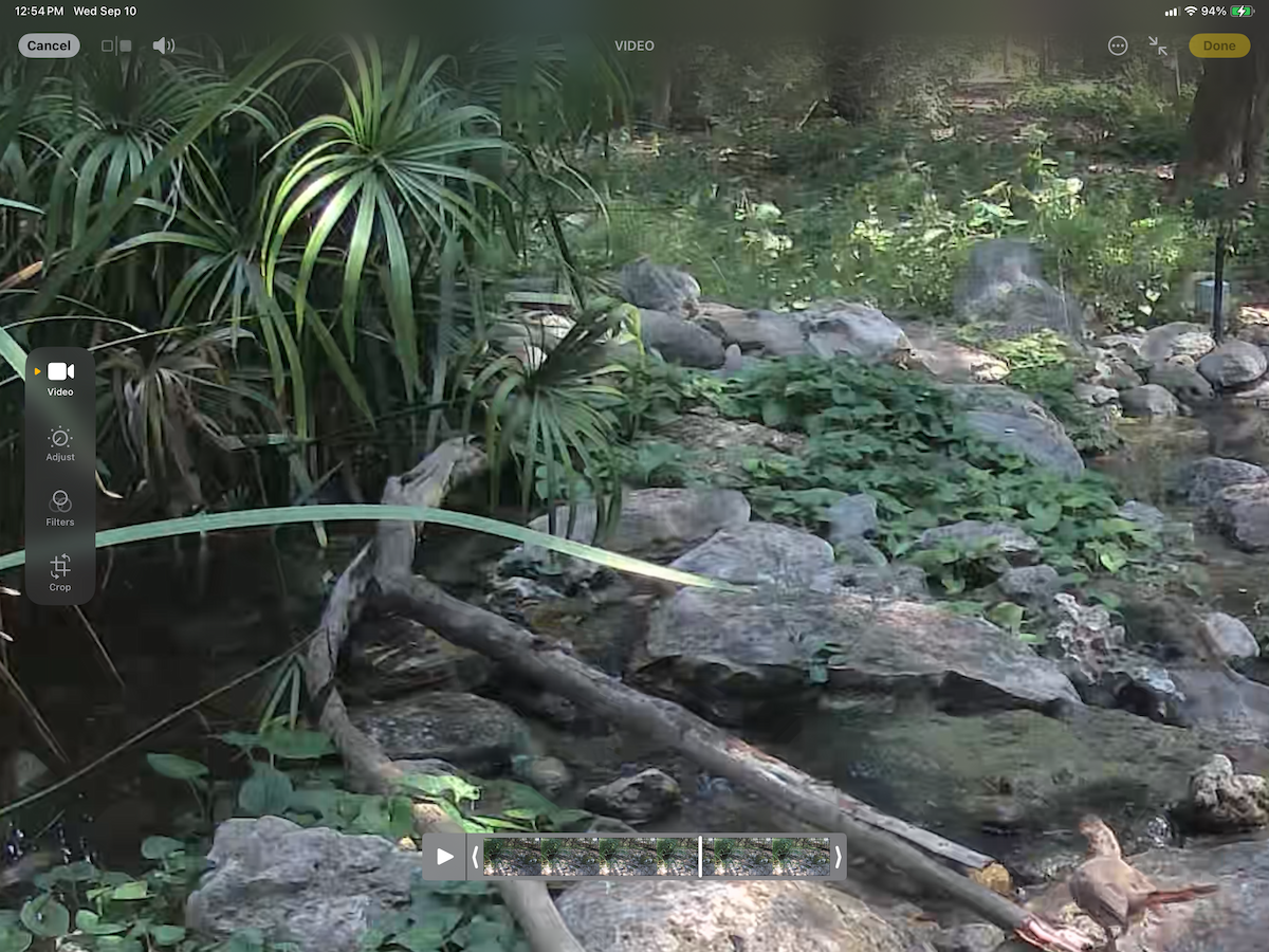 Worm-eating Warbler - ML641661373