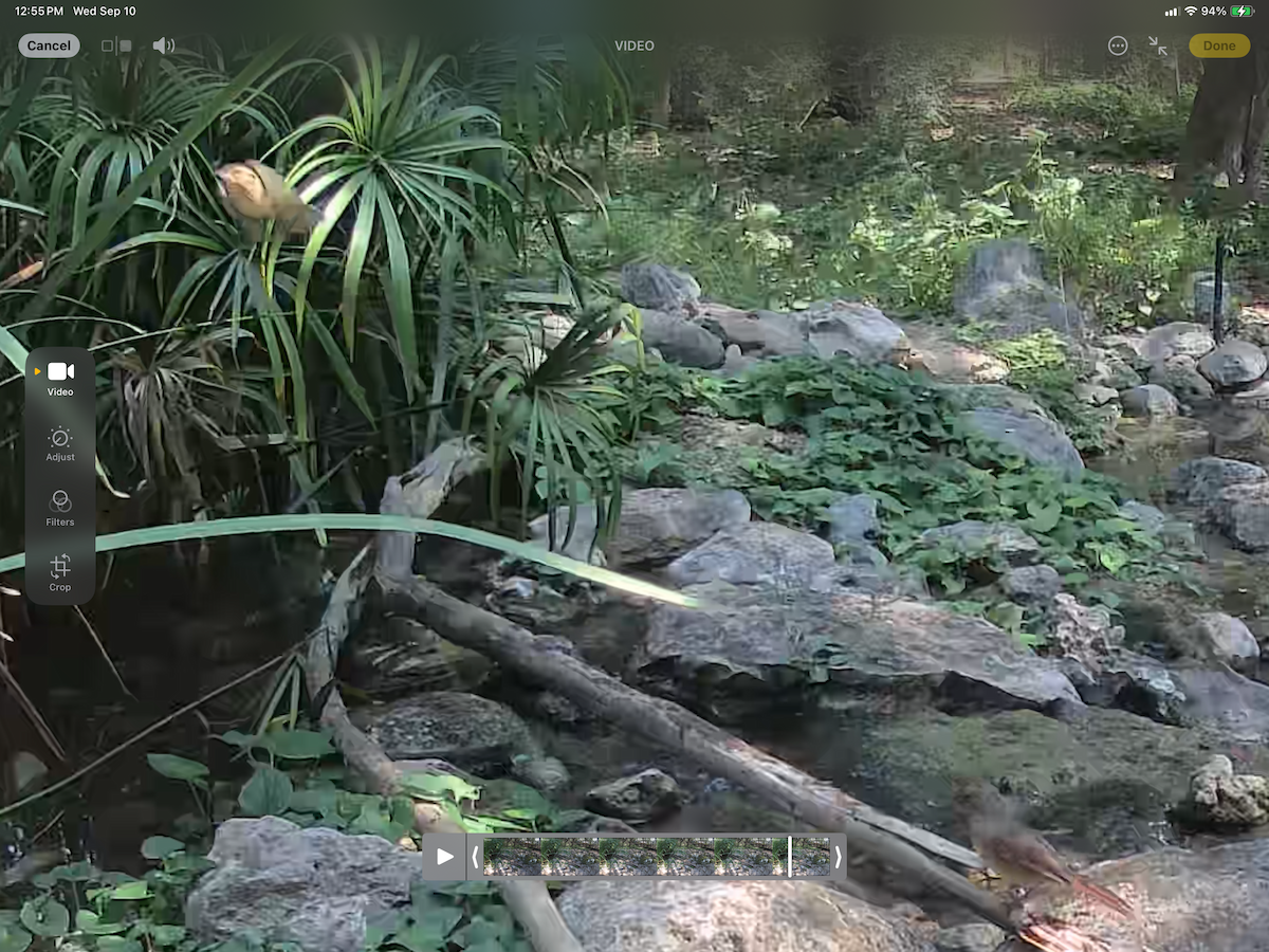 Worm-eating Warbler - ML641661376