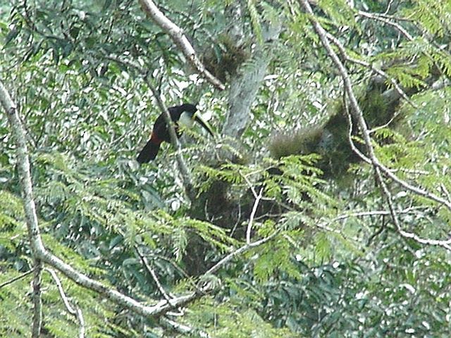 Channel-billed Toucan (Yellow-ridged) - ML641661397