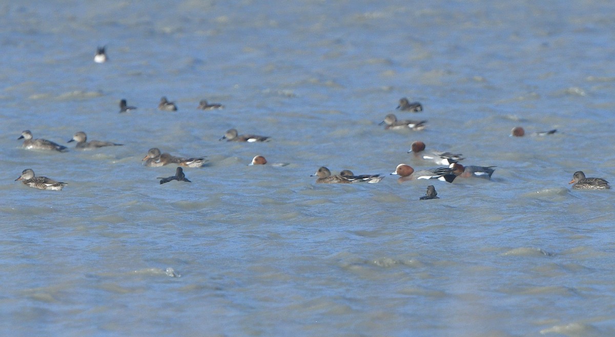 Eurasian Wigeon - ML641661421