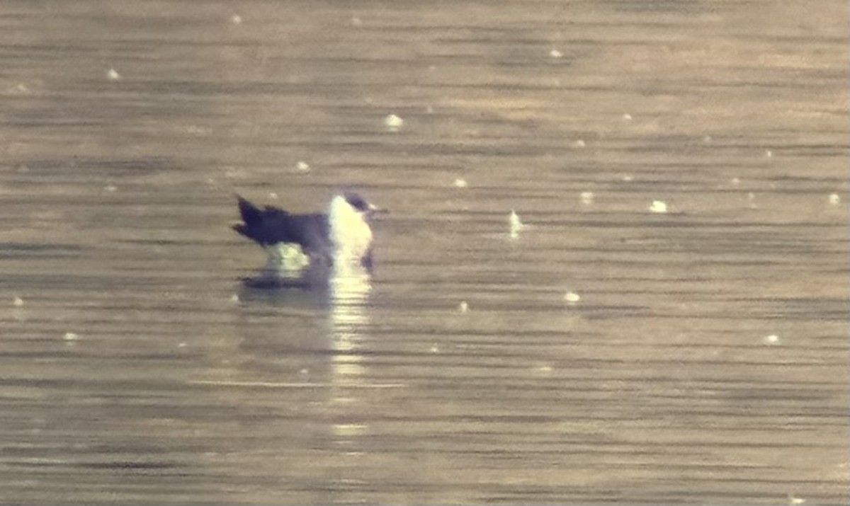 Parasitic Jaeger - ML641661436