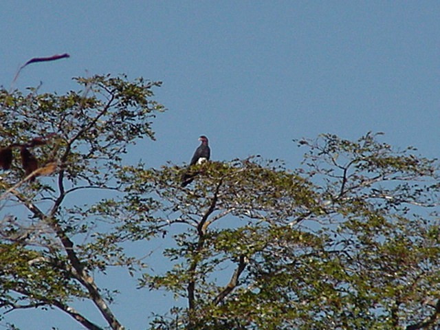 Red-throated Caracara - ML641661500