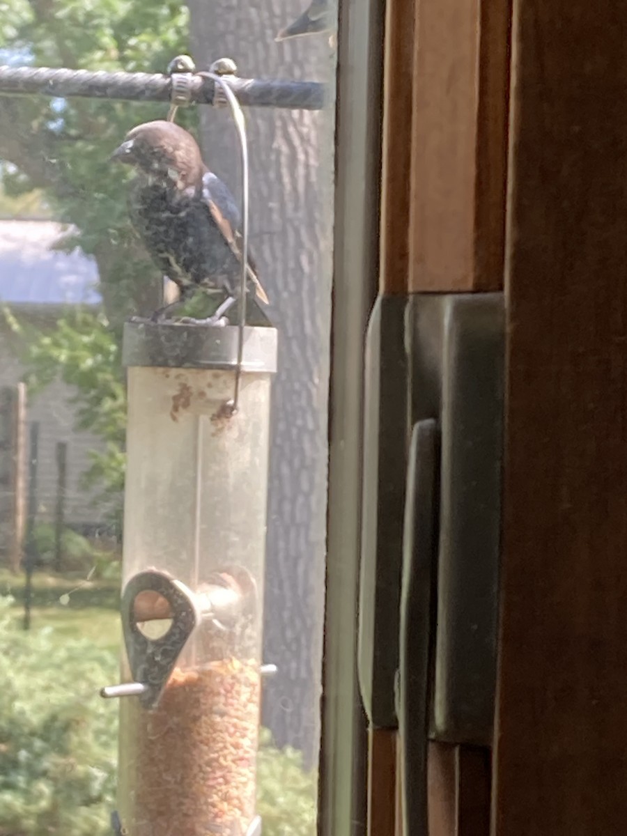 Brown-headed Cowbird - ML641661509