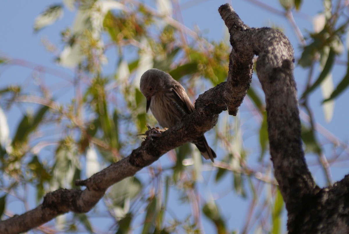 Varied Sittella - ML64166151