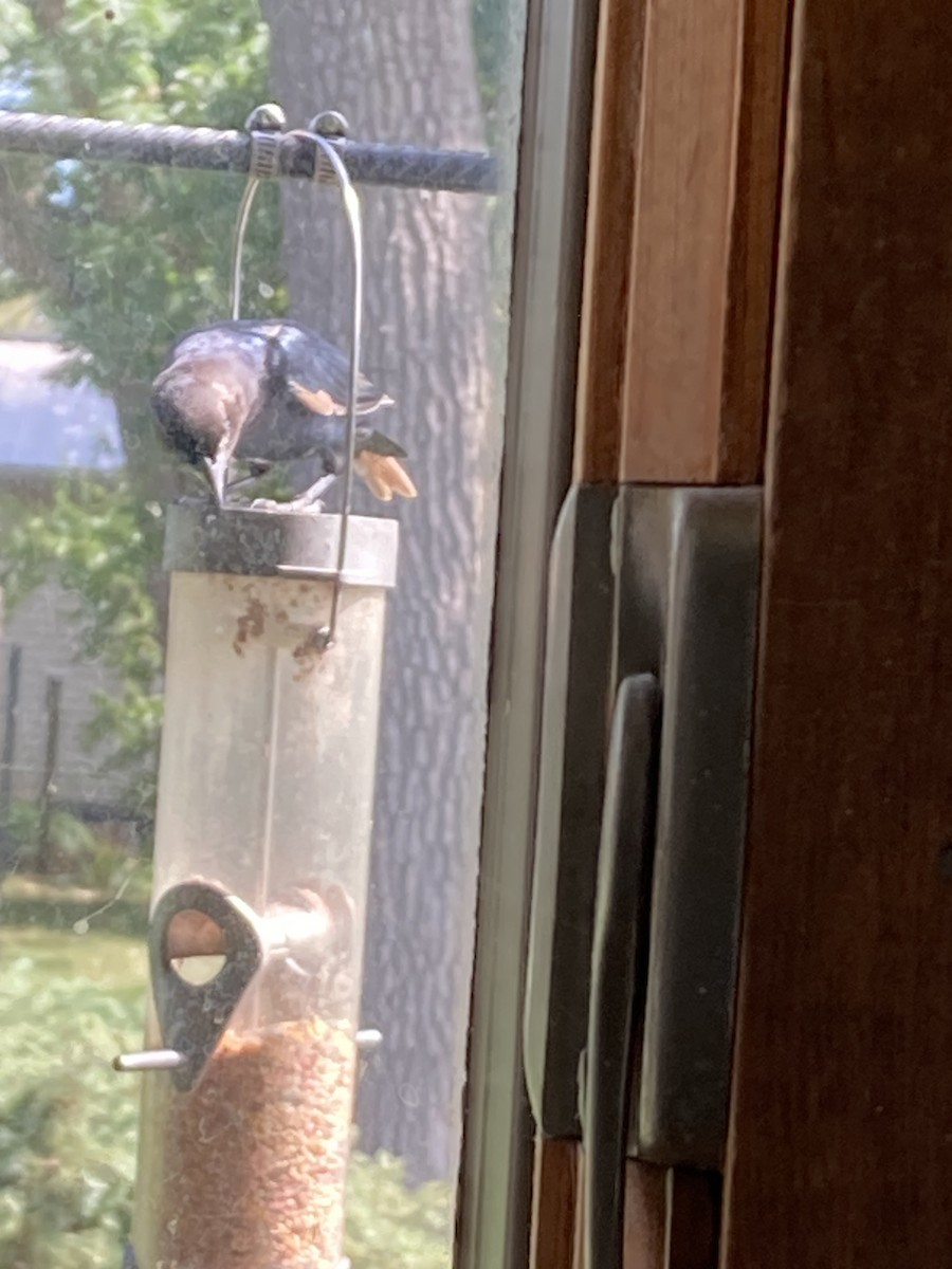 Brown-headed Cowbird - ML641661510