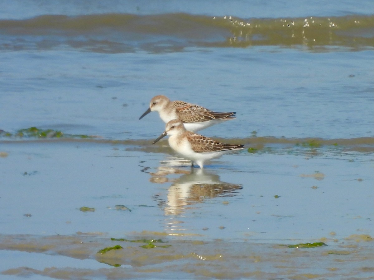 Western Sandpiper - ML641661514