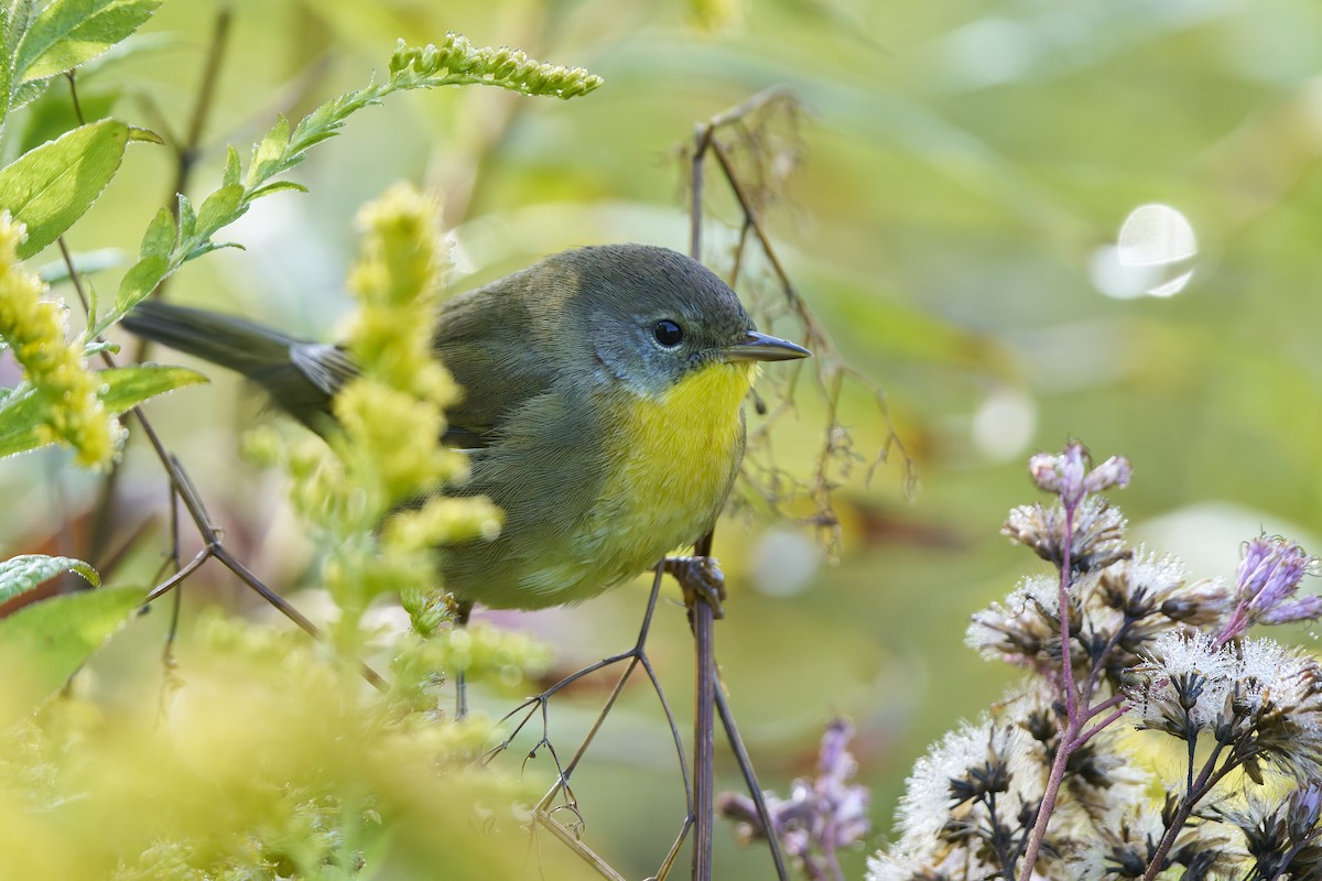 Common Yellowthroat - ML641661516