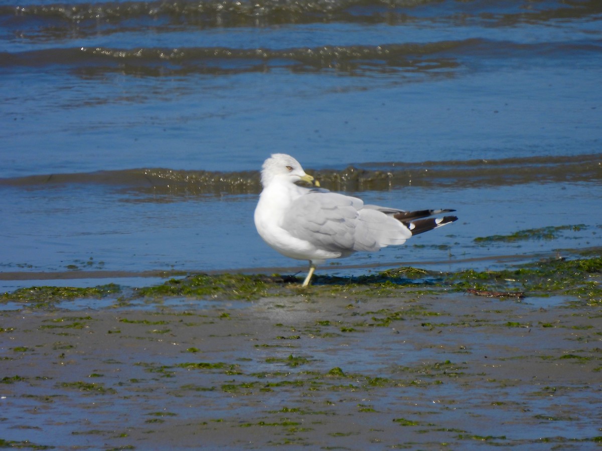 Ring-billed Gull - ML641661522