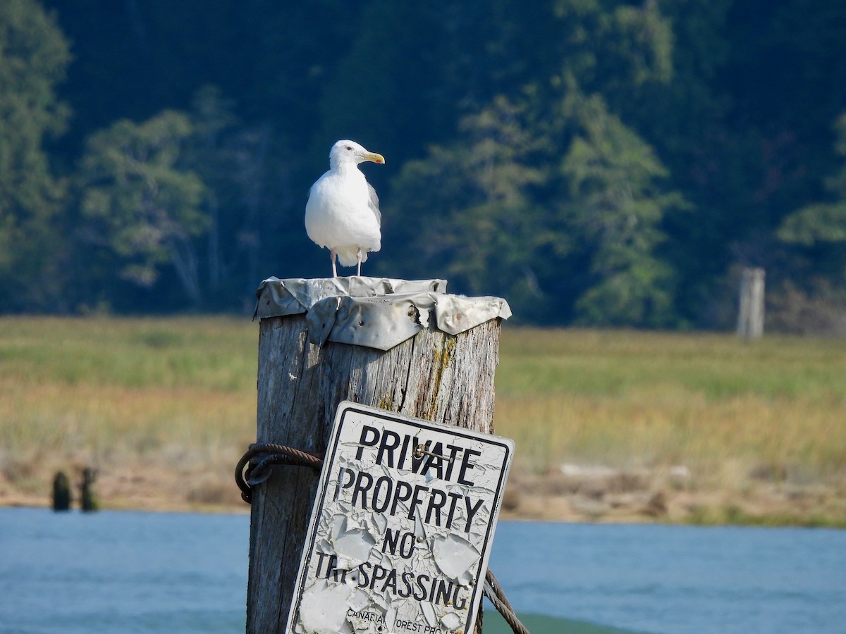 Glaucous-winged Gull - ML641661527