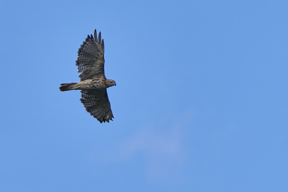 Red-tailed Hawk - ML641661530