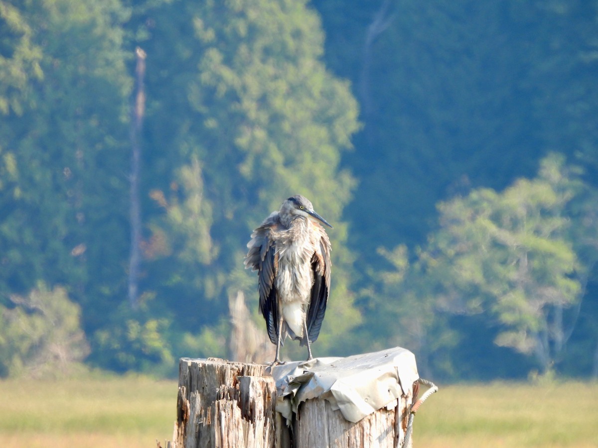 Great Blue Heron - ML641661536