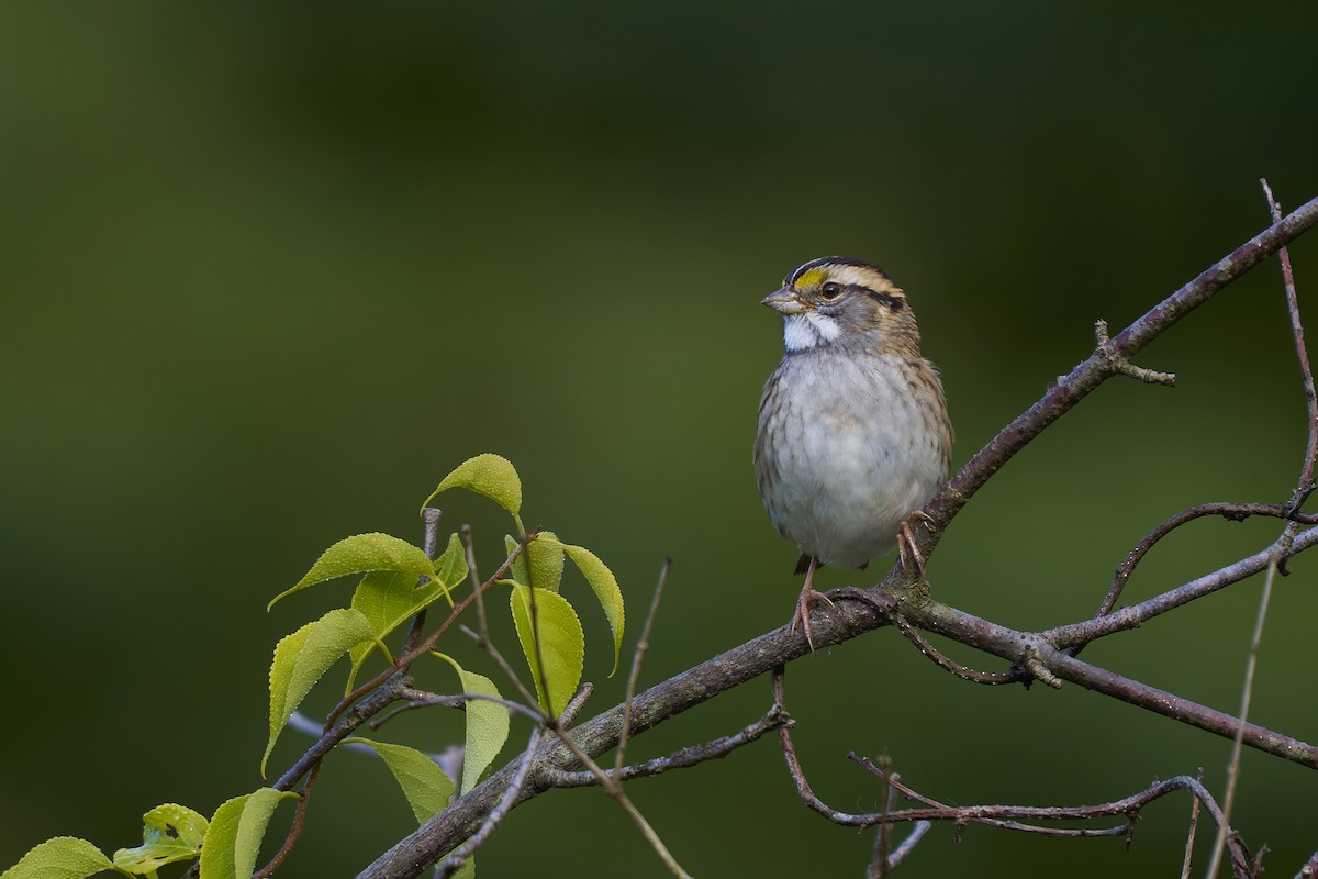 White-throated Sparrow - ML641661537