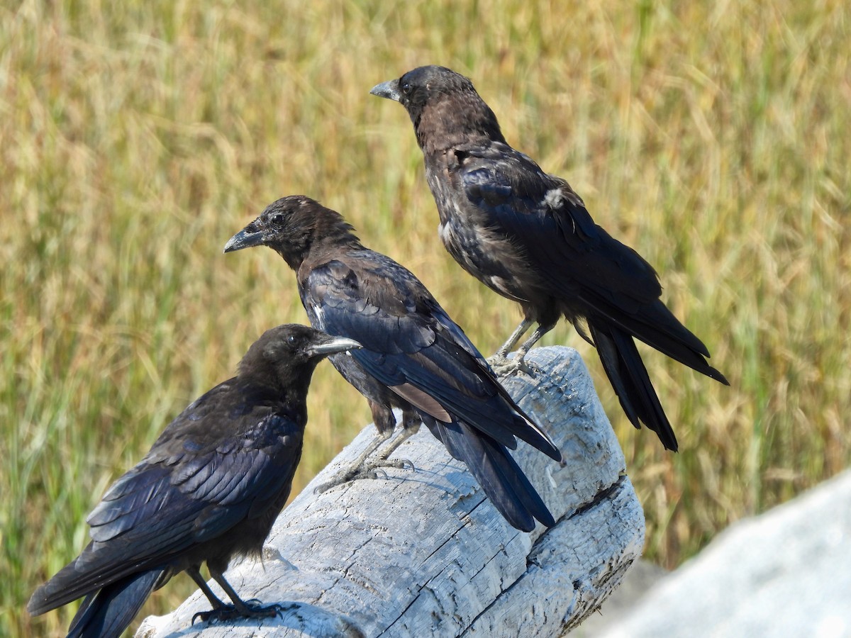 American Crow - ML641661551