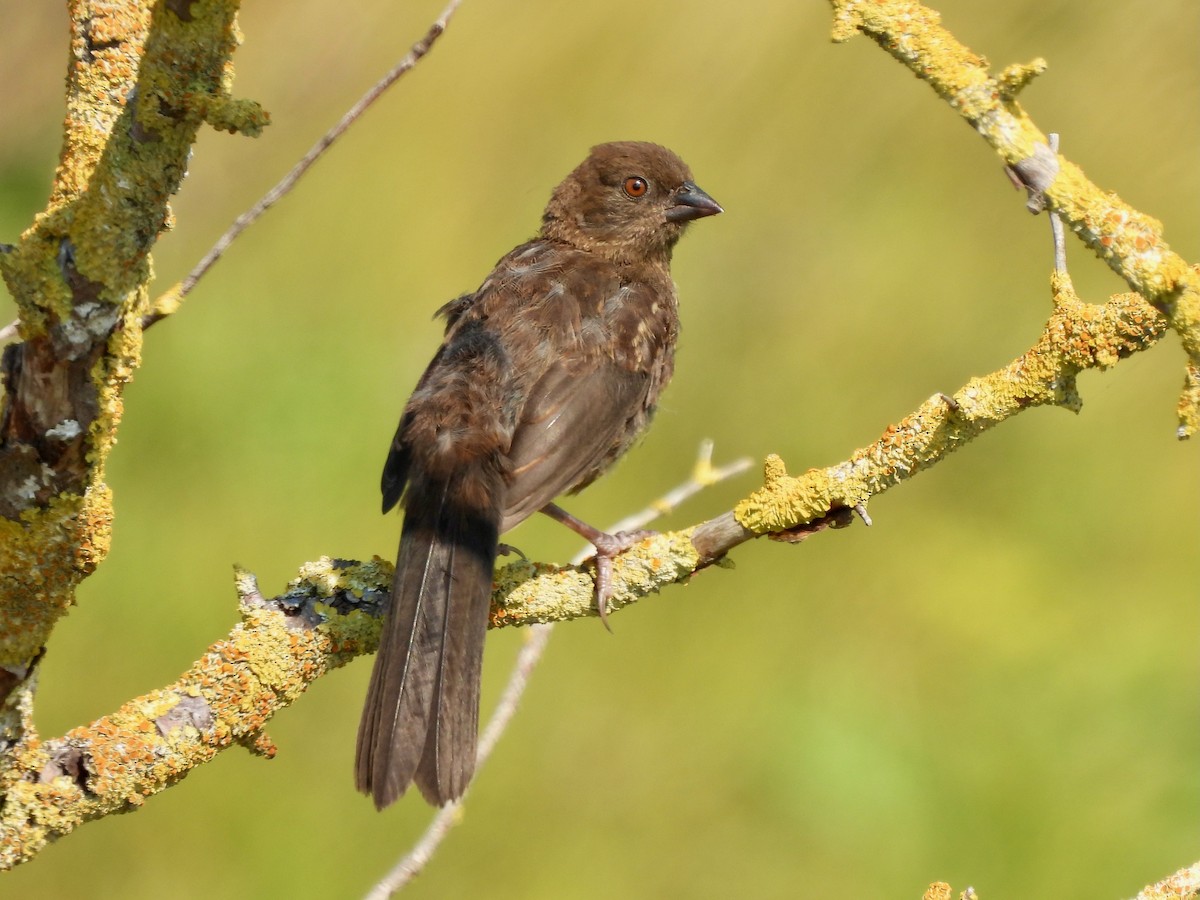 Spotted Towhee - ML641661562