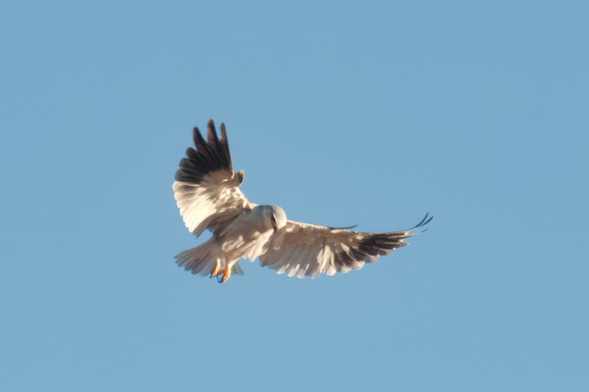 Black-winged Kite - ML641661601