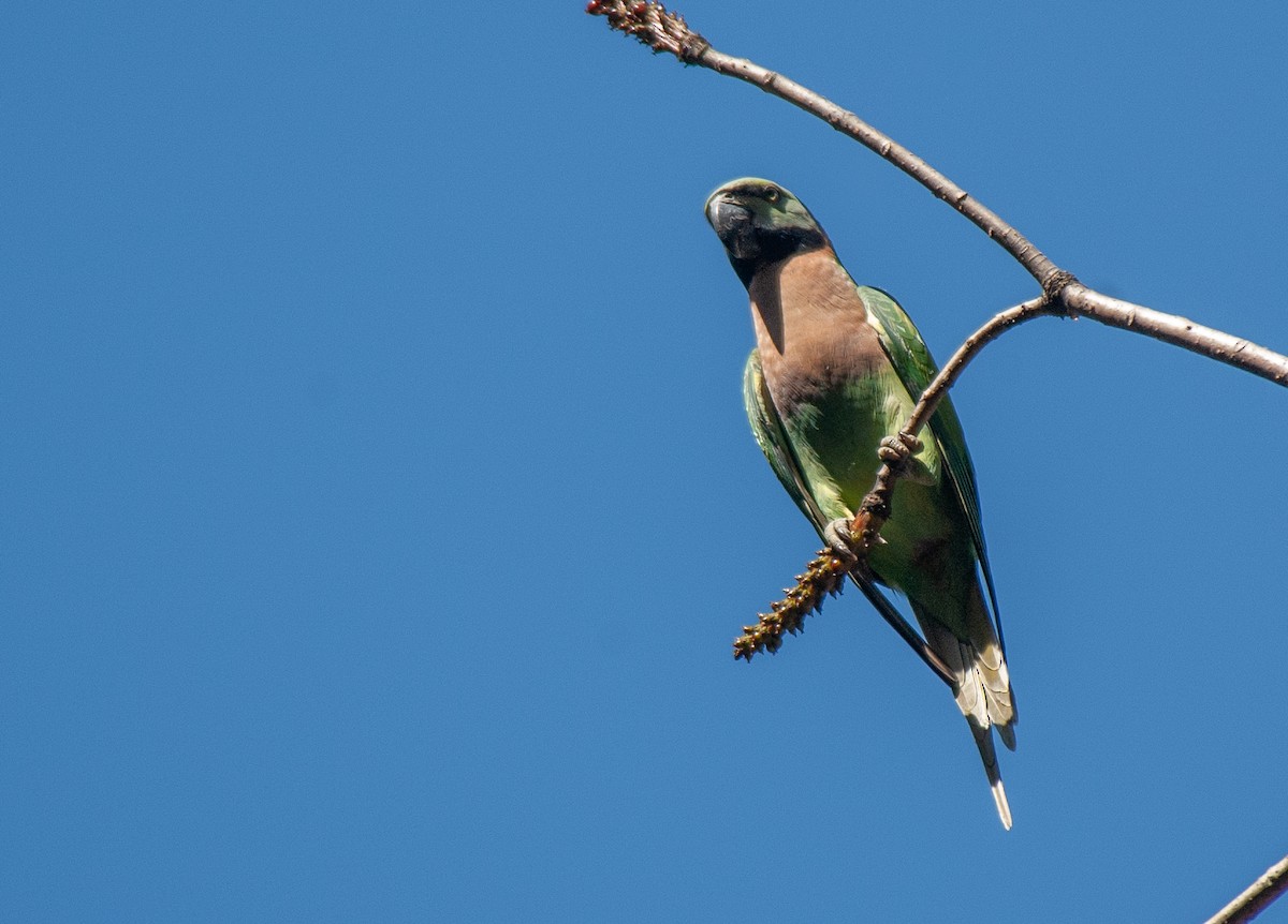 Red-breasted Parakeet - ML641661609