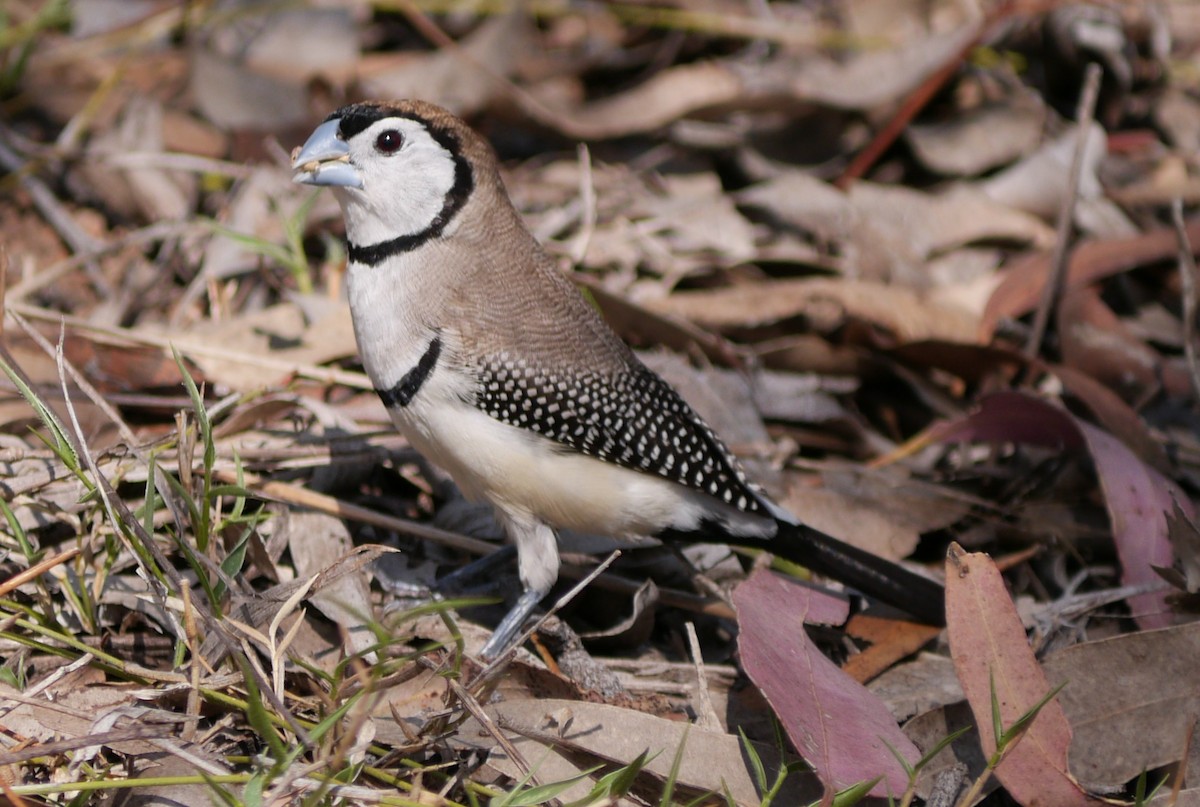 Double-barred Finch - ML64166161